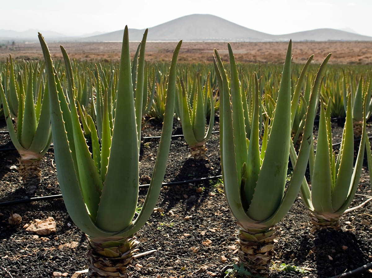 Plantación de Aloé