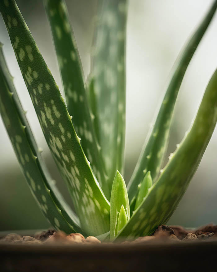 Aloe vera