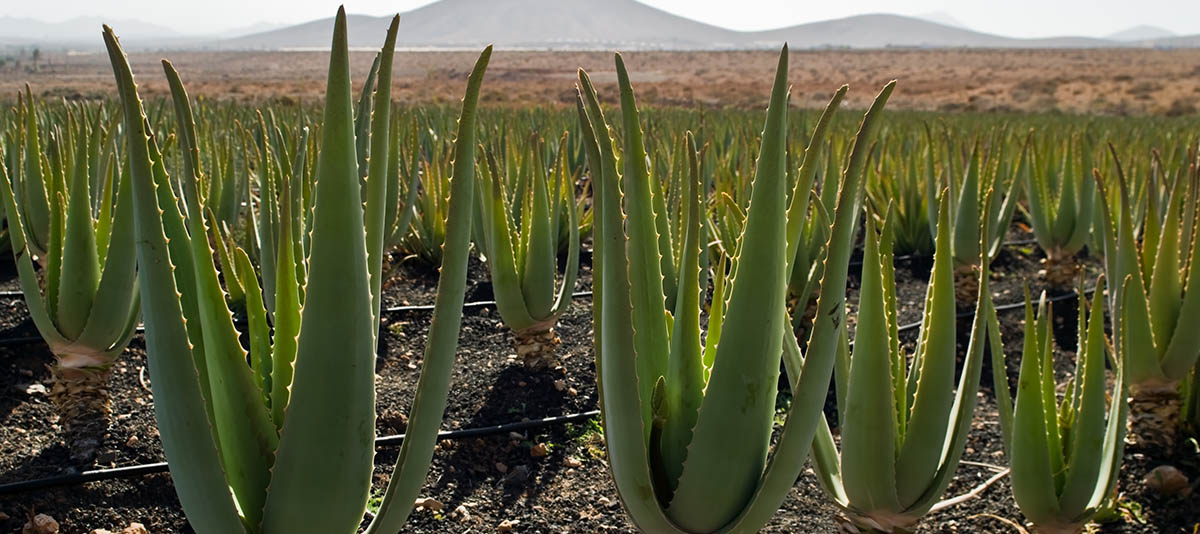 Plantación de Aloé