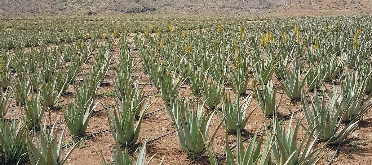 Plantación de Aloé